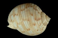 藏品(中華鶉螺)的圖片